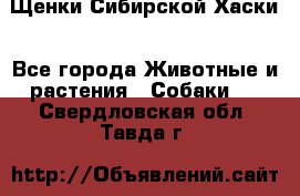 Щенки Сибирской Хаски - Все города Животные и растения » Собаки   . Свердловская обл.,Тавда г.